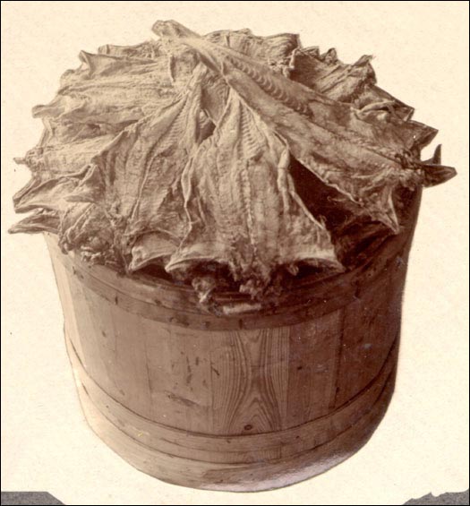 Salt Cod Fish in a Barrel, ca. 1905
