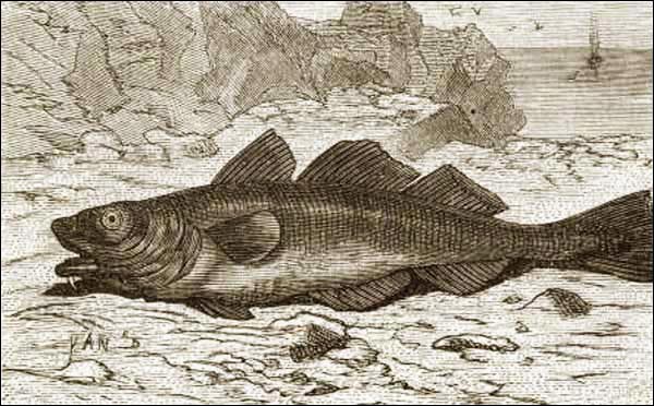 Codfish, ca. 1878