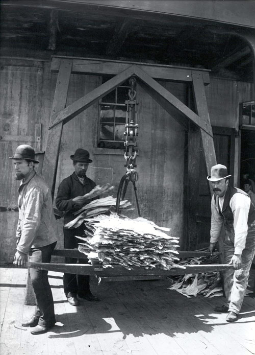 Weighing Dried Cod at St. John's Harbour, n.d.