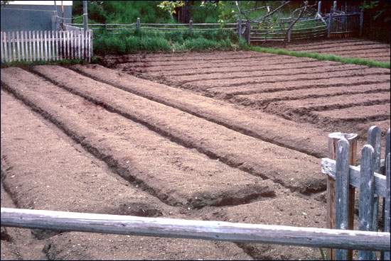 Potato Beds Ready for Seeding