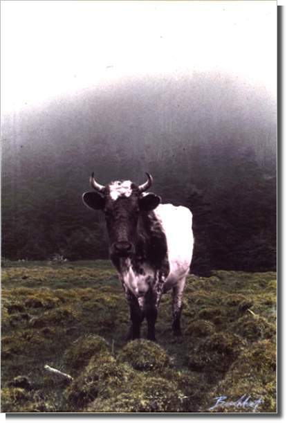Manjo Simon's Cow, Lucy-Cape St. George