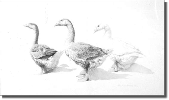 Three Geese