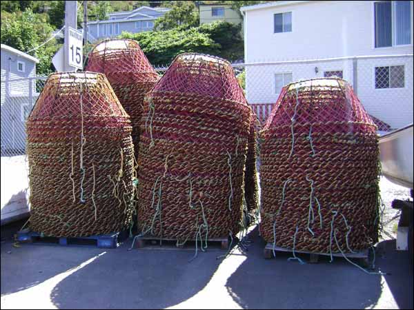 Crab Nets at St. John's Harbour, 2007