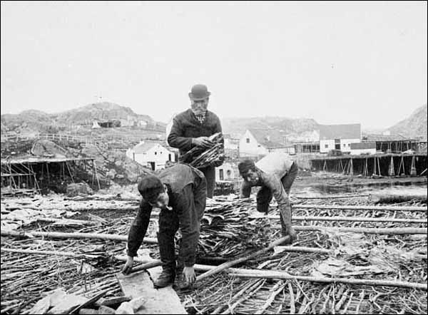 Drying Cod on Flakes, ca. 1886