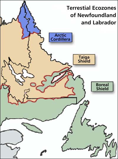 Terrestrial Ecozones of Newfoundland and Labrador