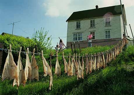 Fish drying on a clothesline in Parker's Cove, Placentia Bay