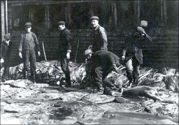 Men Sorting Seal Pelts, n.d.