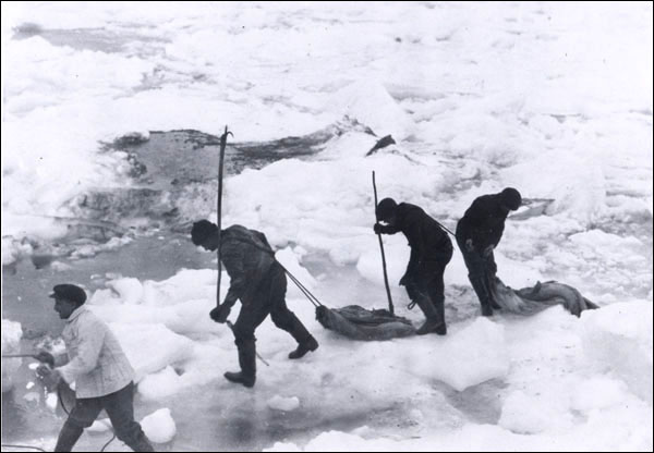 Sealers Hauling Pelts with Gaffs and Tow Ropes, n.d. Sealers Hauling Pelts with Gaffs and Tow Ropes, n.d.