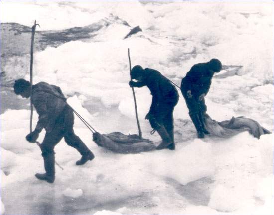 Sealers Towing Pelts, n.d.