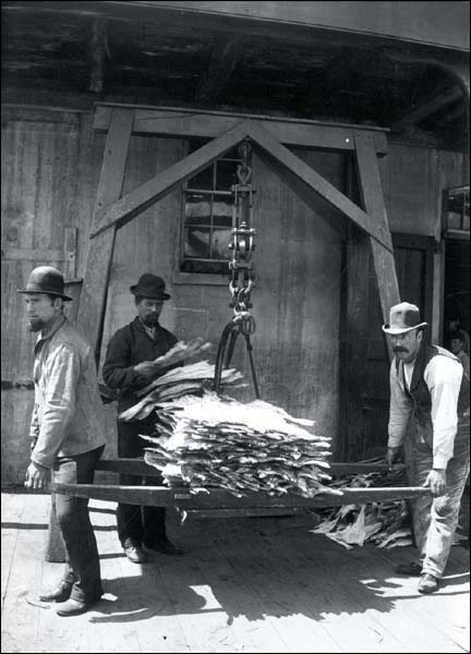 Weighing Saltfish at St. John’s Harbour, n.d.