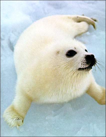 Harp Seal Pup