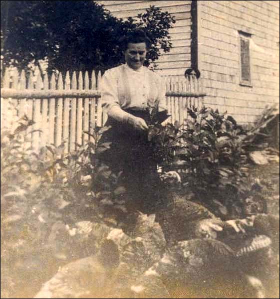 Feeding turkeys, ca. 1910-1920