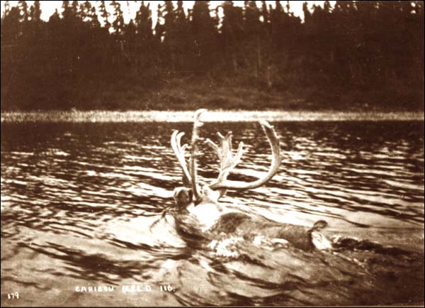 Caribou traversant une rivière à la nage, avant 1908