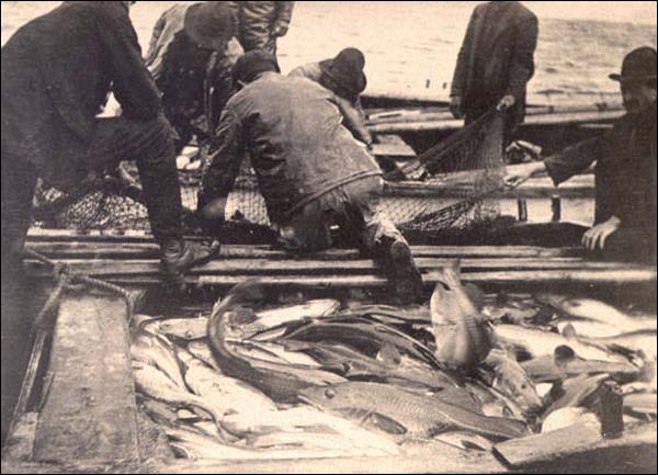 Pêche de la morue, vers 1905
