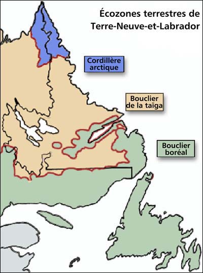 Écozones terrestres de Terre-Neuve et Labrador