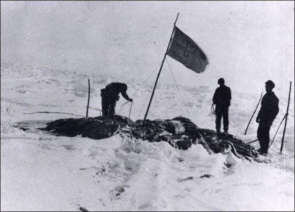 Le drapeau du Florizel sur un radeau de glace, après 1908
