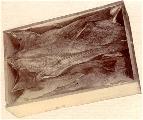 Morue salée dans une caisse, vers 1905