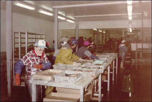 Travailleurs dans une usine de transformation du poisson, 1991