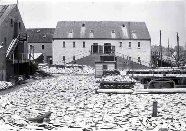 Séchage de la morue salée, St. John's, avant 1892