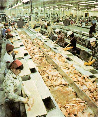 Femmes au travail dans une usine de poisson, vers 1978