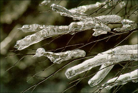 Accumulation de glace due à la pluie verglaçante Accumulation de glace due à la pluie verglaçante