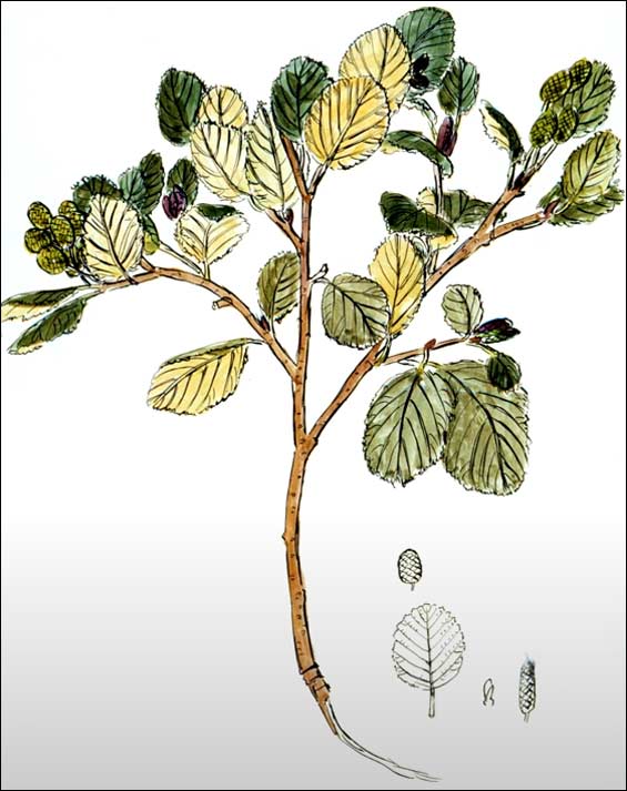 Aulne rugueux Aulne rugueux