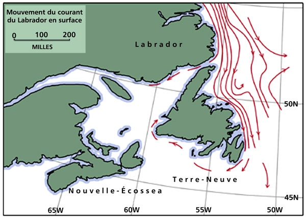 Mouvement superficiel du courant du Labrador