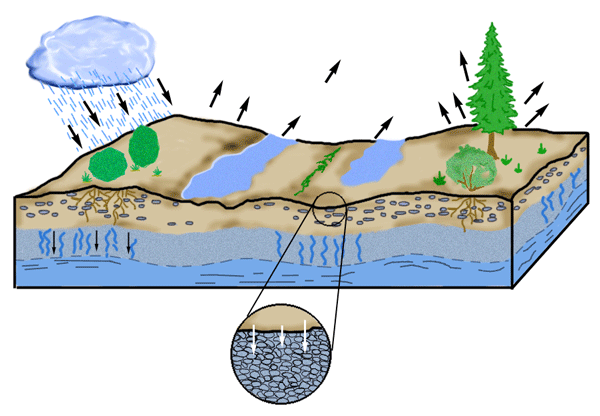 Évapotranspiration