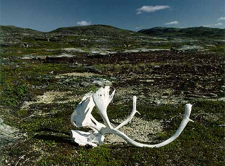 Biome de la toundra des landes littorales, nord du Labrador.