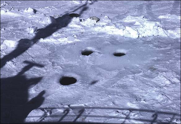 Trous d'air de phoques du Groenland dans une aire de mise bas (1972)