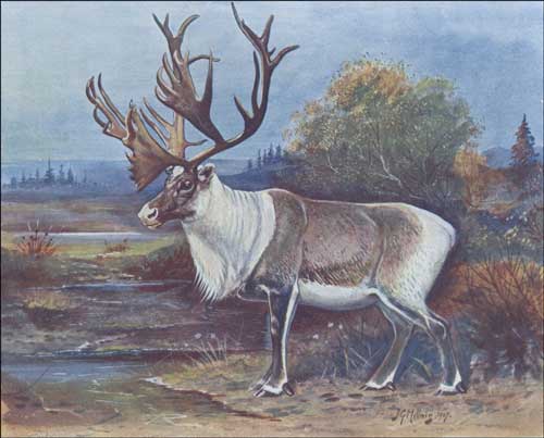 La chasse au caribou