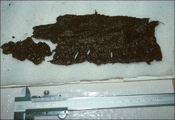 Fragments de textile découverts dans les latrines