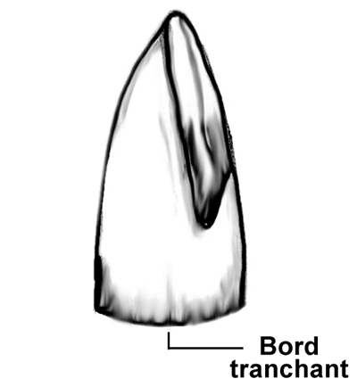 Schéma d'une hache polie Schéma d'une hache polie