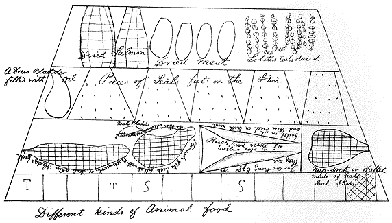 Croquis de Shanawdithit illustrant les « différentes sortes de nourriture animale »