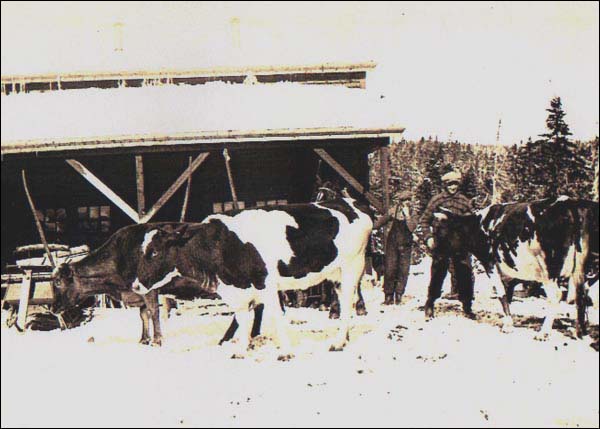 Étable communautaire à Markland, vers 1935