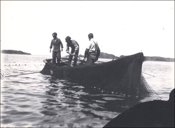 Halage d'une trappe à morue, avant 1901