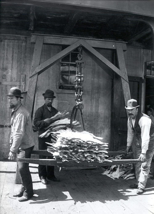 La pesée de la morue séchée dans le port de St. John's, s.d.