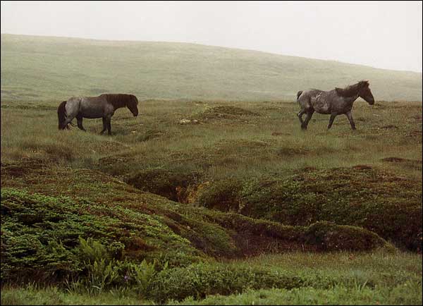 Poneys de Terre-Neuve