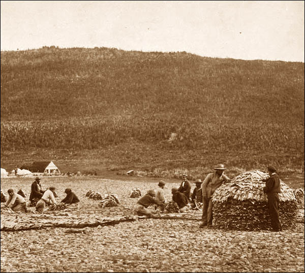 Préparation de la morue, Cap Rouge, Terre-Neuve, vers 1857-1859