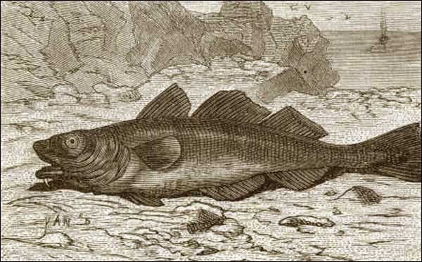 Morue, vers 1878 Morue, vers 1878