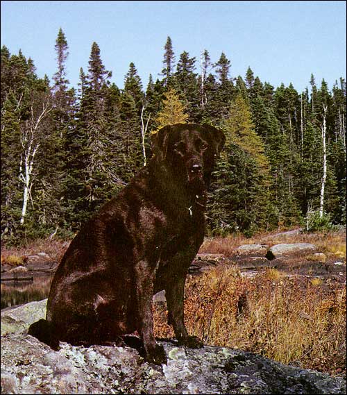 Triton, le labrador de l'auteur Brian Bursey Triton, le labrador de l'auteur Brian Bursey