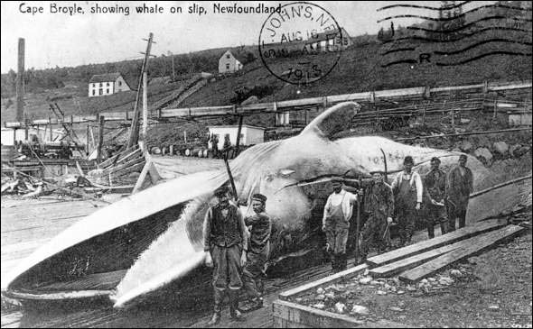 Post-card of a Blue Whale on factory slipway at Cape Broyle, NL, ca. 1912