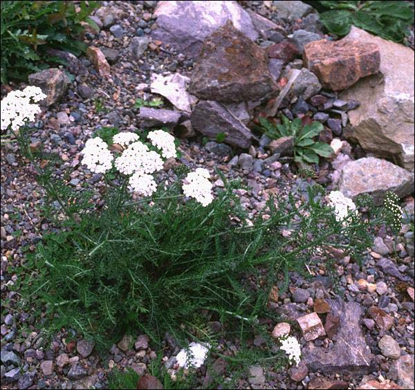 Common Yarrow