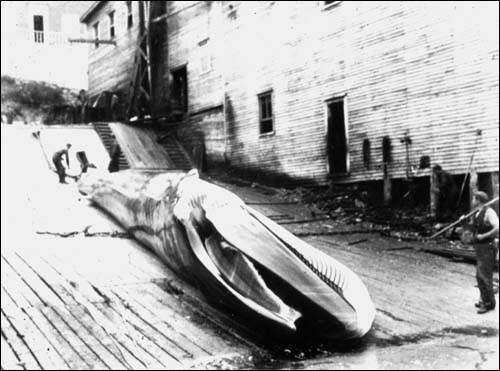 Whale on slipway, Snook's Arm, Notre Dame Bay, August 1899