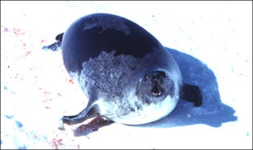 Mature Female Harp Seal