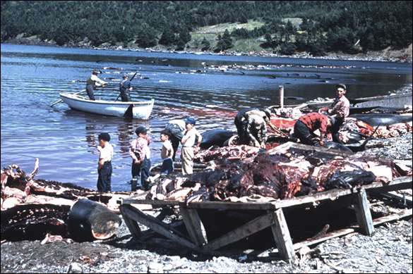 Flensing Pothead Whales, Chapel Arm, Trinity Bay, 1955