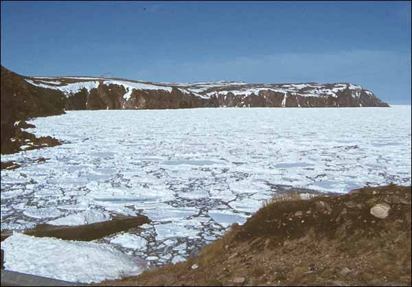 Sea Ice off the Coast of the Avalon Peninsula