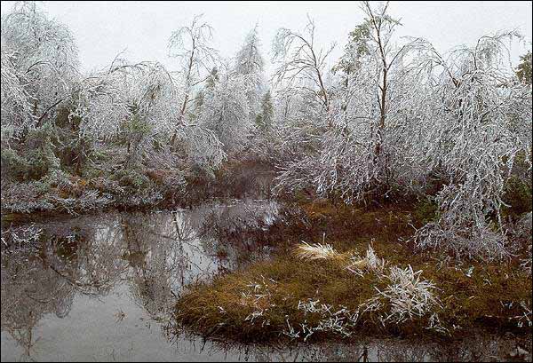 Ice Accretion From Freezing Rain Ice Accretion From Freezing Rain