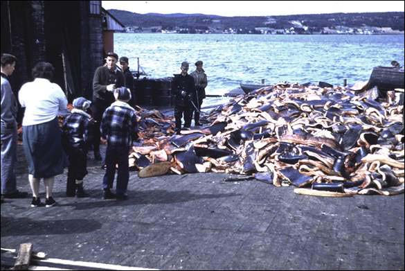 Pothead Whales on Slipway, South Dildo, Trinity Bay, 1955