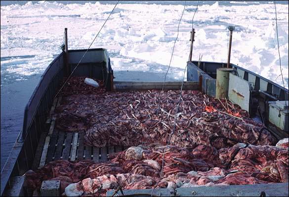 Pelts being chilled on boat deck off northeastern Newfoundland in 1972